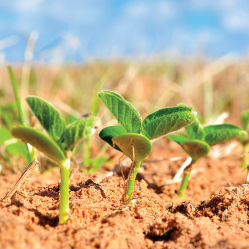 Soy Formula - healthy or harmful?